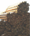P6X10TCP - CCA 6"-7" x 10' Tapered Wood Post
