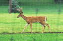 WH20-6 - Fastlock Deer Fence, 20/96/6, 12½ Ga