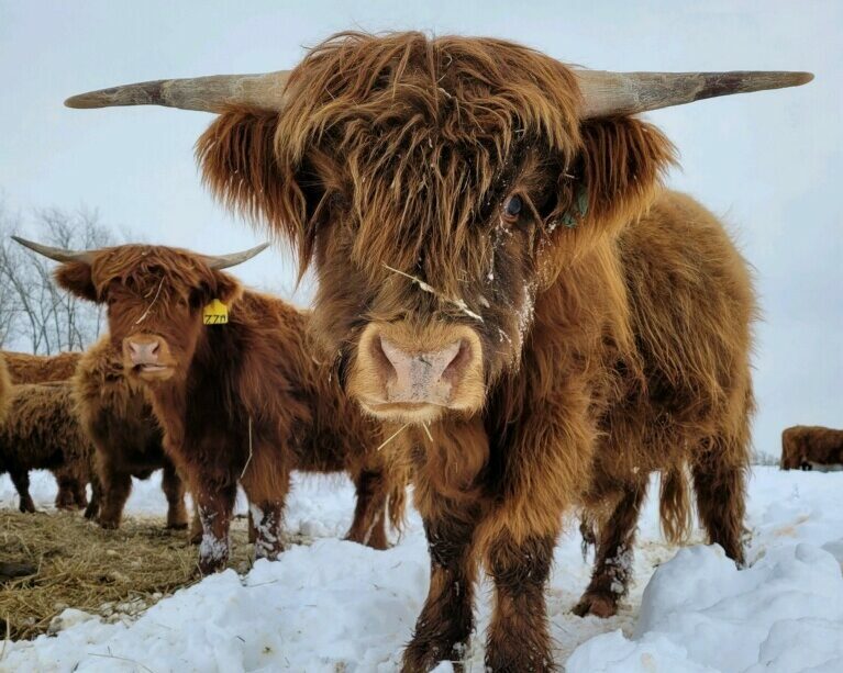 Big wooly cattle standing in the snow