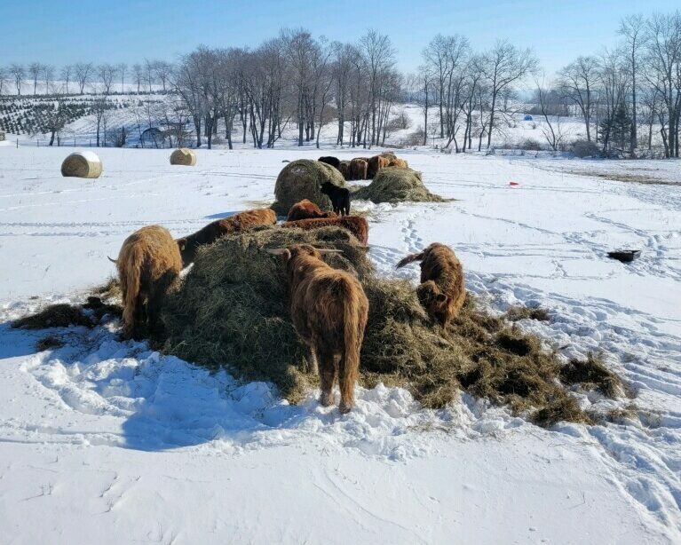 a group of cattle gathered around a bale in a snowy field, eating the bale