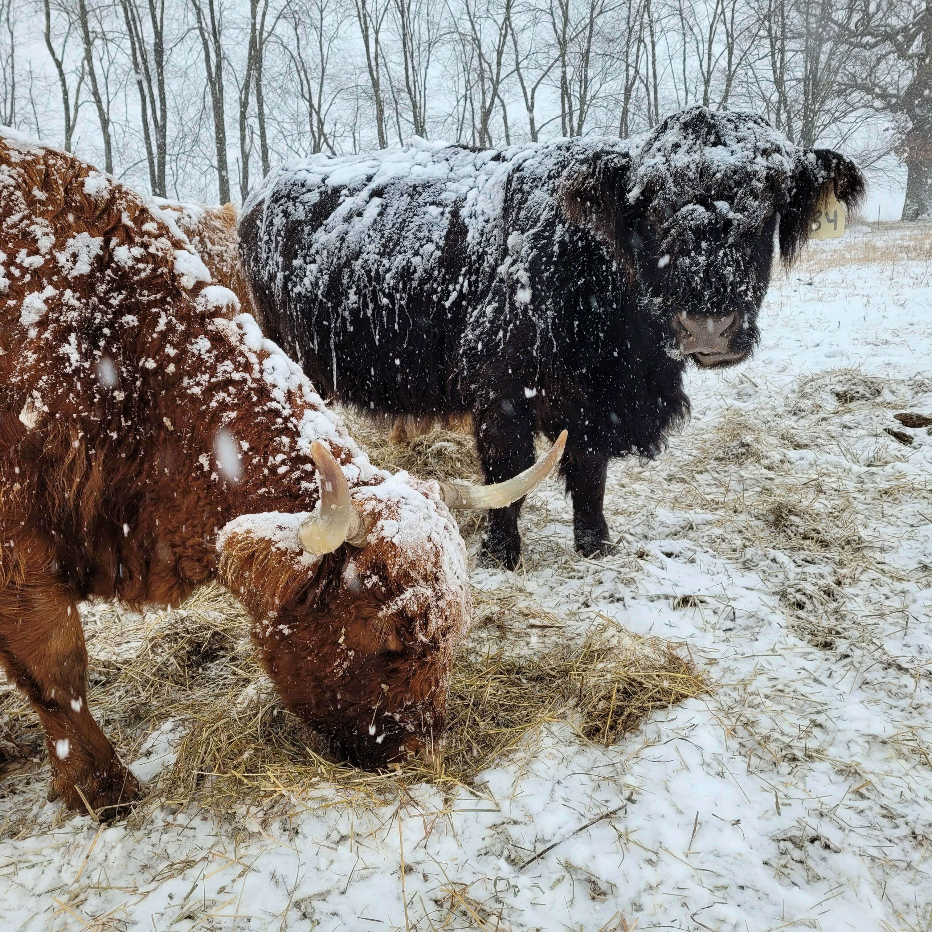 Two cows root through snow and litter as they finish off a bale.