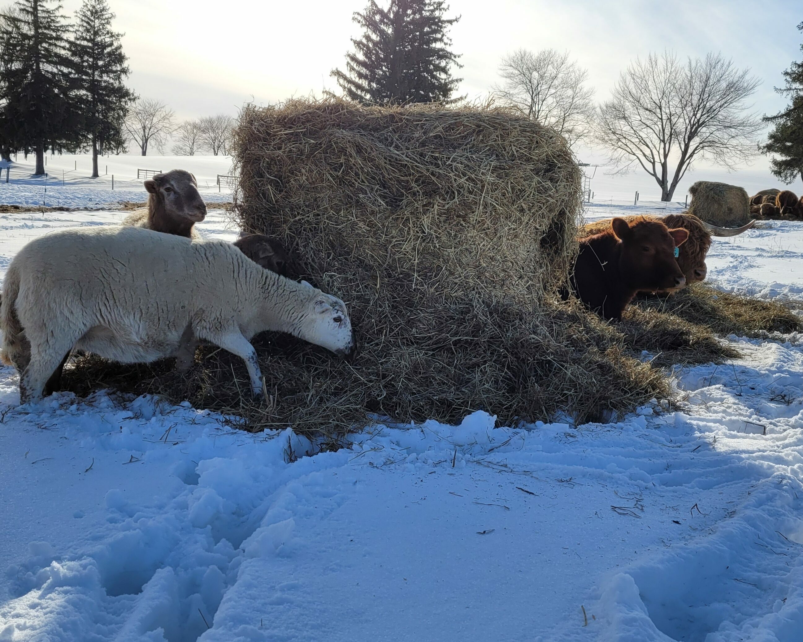 Cattle and sheep cohabitate a bale grazing paddock in Pennsylvania (Mack Farms).
