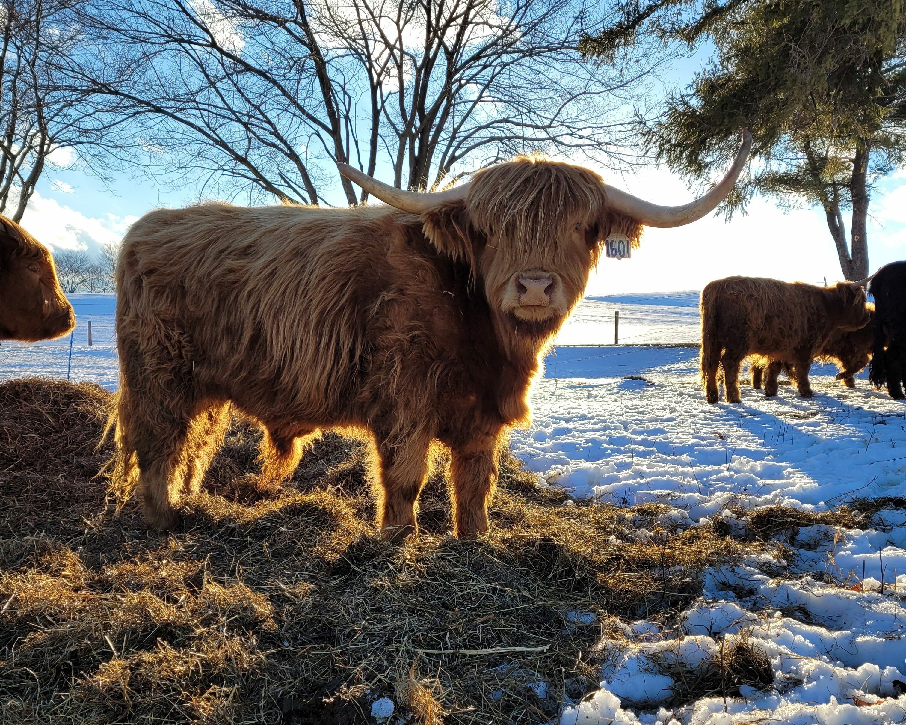 Wooly cattle standing in snowy field on dismantled bale