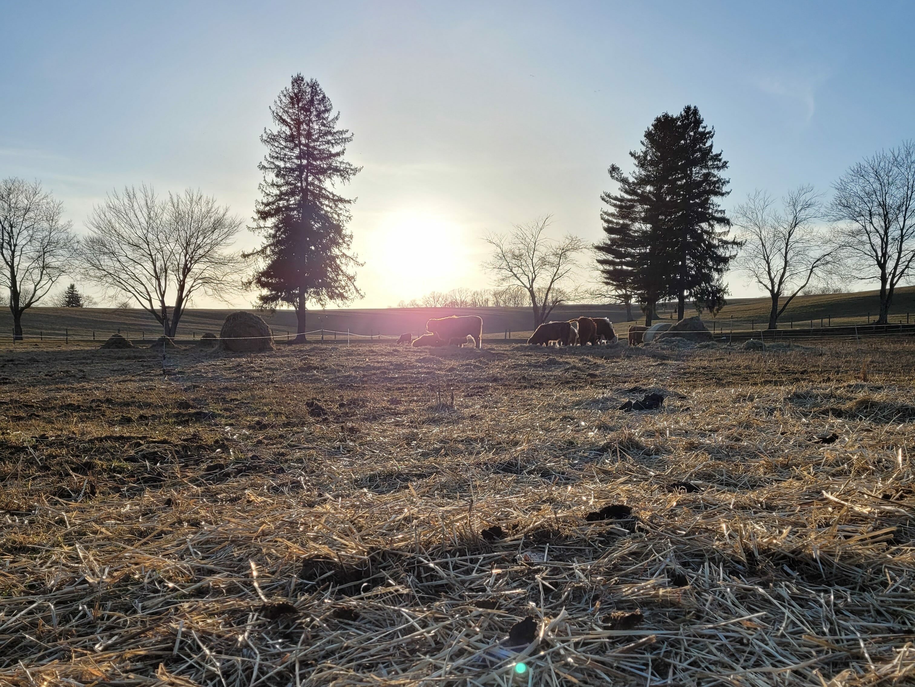 Hay litter and manure left behind after bale grazing. Monitor the thickness of litter to avoid dead spots during growing season.