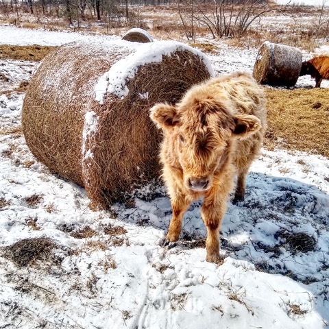 Wooly cow in front of snowy bale