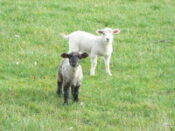 lambs_stockphoto