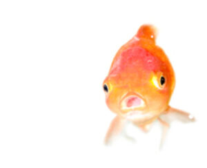 goldfish_stock-photo