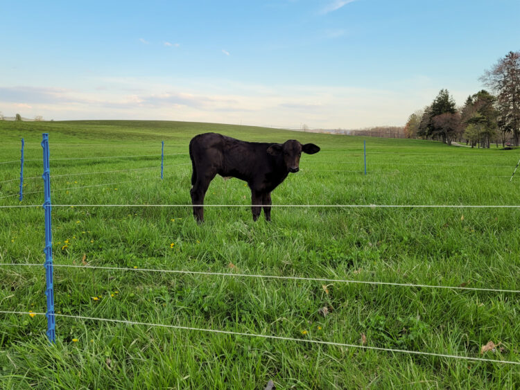 calf standing in rotational grazing paddock